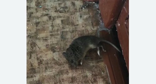 Дезинфекция от мышей в Таганском районе Москвы